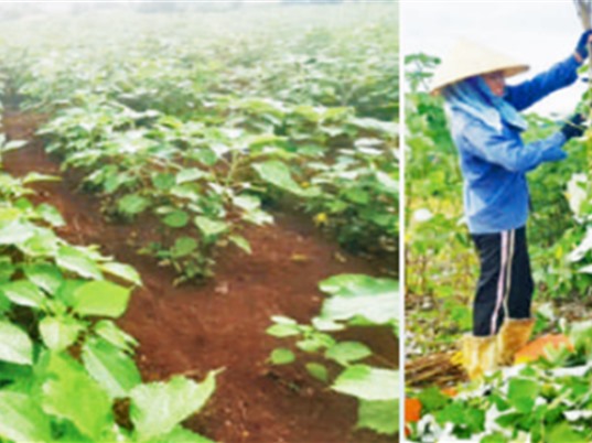 Đắk Lắk: Trồng gai xanh lấy sợi và sản xuất phân bón 